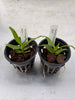 Angraecum florulentum