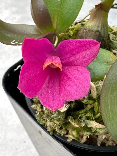 Dendrobium laevifolium