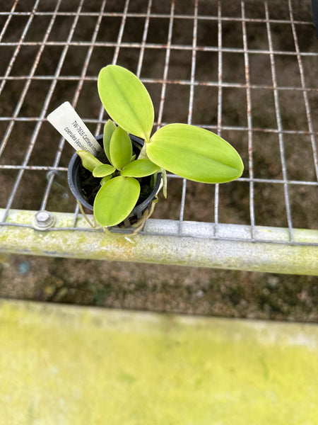 Cattleya intermedia fma coerulea (aquinii)