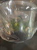 Flask Bulb. claptonense