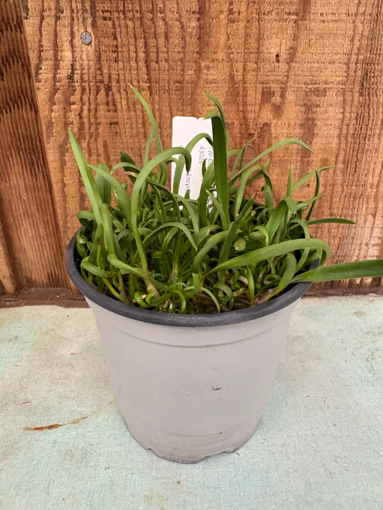 Encyclia incumbens—COMPOT