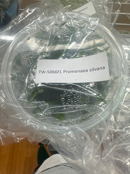 Flask Promenaea silvana
