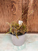 COMPOT Tolumnia variegata