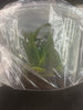 FLASK Holcoglossum sublifolium x Gastrchilus bellinus