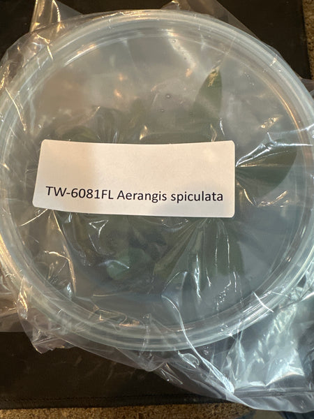 FLASK Aerangis spiculata