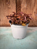 COMPOT Jewel Orchid-Cystorchis stenoglossa
