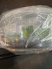 Flask Bulb. woelfliae