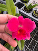 Sl. Orpetii 'Kathleen's Twin' x 'Kathleen's Big Sister