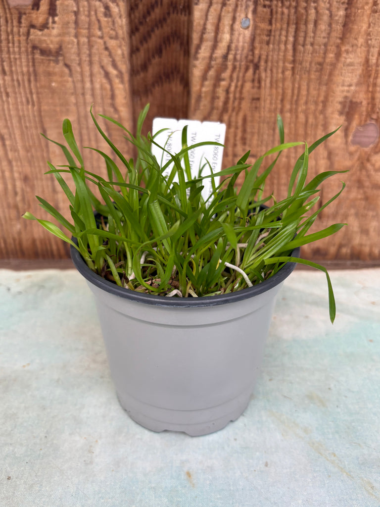 COMPOT Encyclia replicata