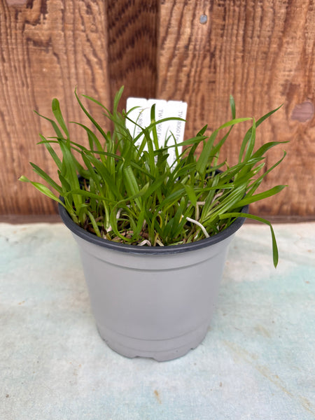 COMPOT Encyclia replicata