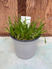 COMPOT Encyclia replicata