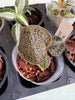 Jewel Orchid 6 Pack Sampler