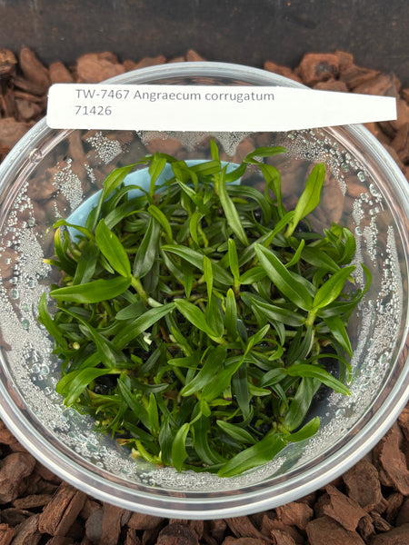 FLASK Angraecum corrugatum