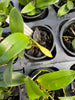 Laelia praestans f. alba x Sophronitis mantiqueriae TRAY