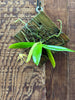 Thrixspermum acuminatissimum