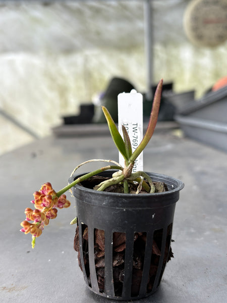 Robiquetia bambusara