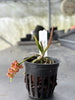 Robiquetia bambusara