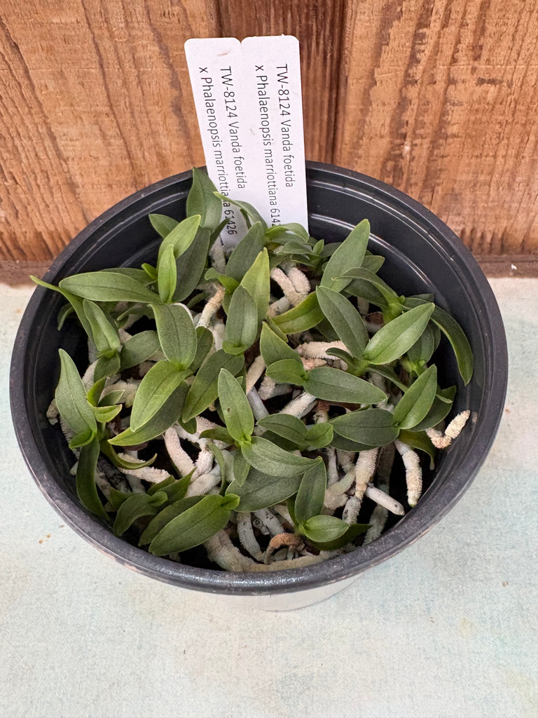 COMPOT Vanda foetida x Phal marriottiana