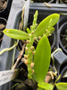 Tubecentron LOC Cajun Girl (Tubecentron Niu Girl x Tuberolabium kotoense)