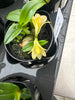 Dendrobium lavifolium aureum