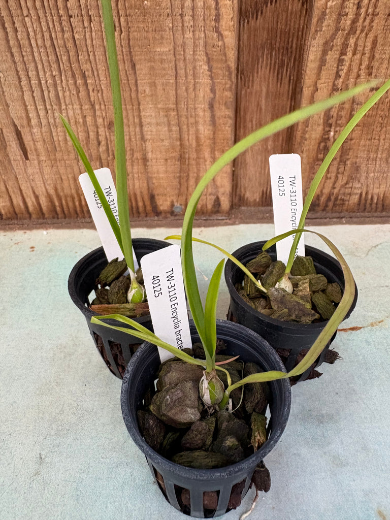 Encyclia bractescens