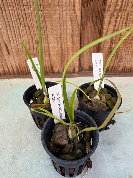 Encyclia bractescens
