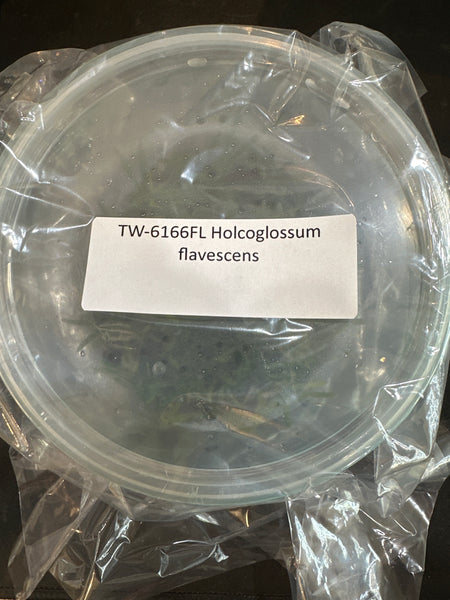 Flask Holcoglossum flavescens