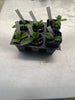 Phal. 6 Pack Species Sampler