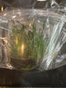 Flask Encyclia replicata