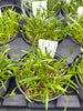 COMPOT Encyclia replicata