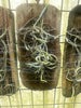 Dendrophylax fawcettii