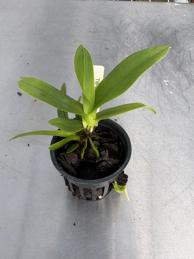 Angraecum superbum