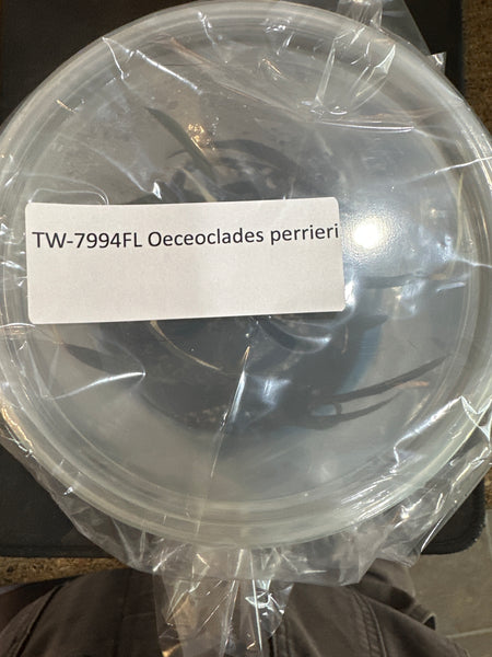 Flask Oeceoclades perrieri
