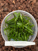 FLASK Oeoniella polystachys