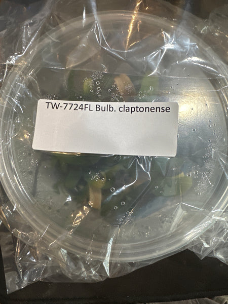 Flask Bulb. claptonense