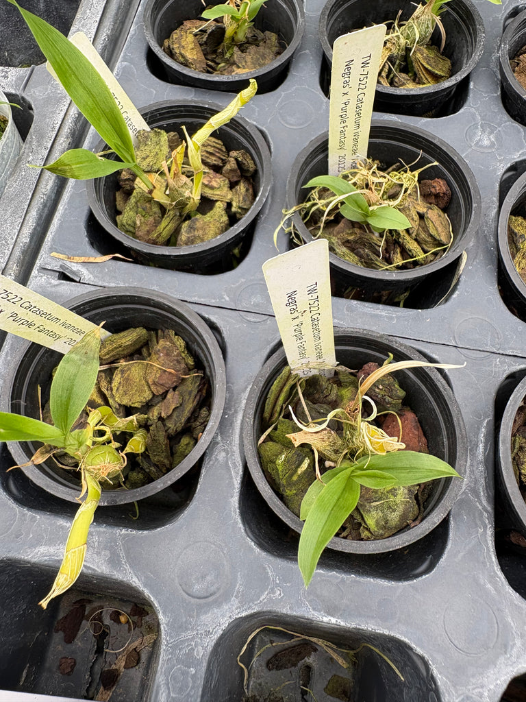 Catasetum ivaneae