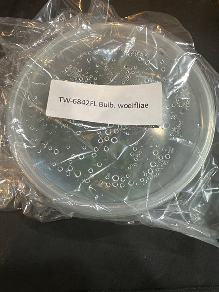 Flask Bulb. woelfliae