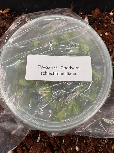 Flask Jewel Goodyera schlectendaliana