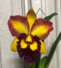 Rlc. Hsinying Joy ‘Chief Wilson’