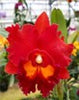 Rlc. Phet Paithoon ‘Rambutan’