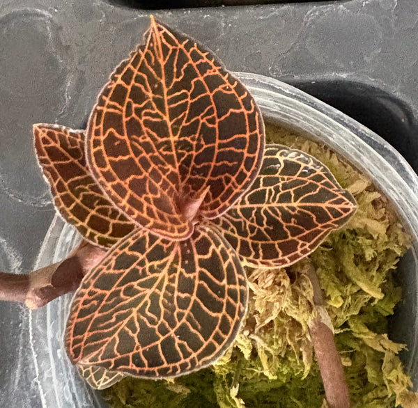 JEWEL ORCHID — Aboectochilus roxburghii