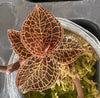 JEWEL ORCHID — Aboectochilus roxburghii
