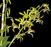 Dendrobium calophyllum