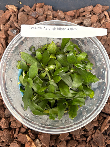 Flask Aerangis biloba