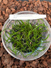 FLASK Luisia brachystachys