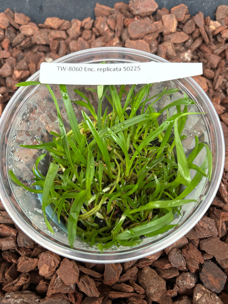 Flask Encyclia replicata