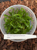 FLASK Angraecum ochraceum