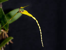 Bulbophyllum contortisepalum (yellow)