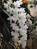 Aerides magnifica fma alba