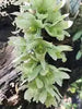 Clowesia dodsoniana ‘SVO Biggest’ x ’SVO’